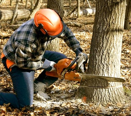 Tree Removal in Oilton, TX